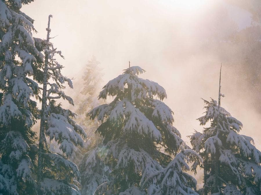 Morning mist in the Pacific Northwest